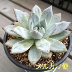 ブラックサバス　群生　メルカリ便 ブラックサバス 【原品】エケベリア 多肉植物 - メルカリ