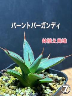 アガベ バーントバーガンディ 姫青蓮‼️子株‼️鉢植え発送‼️ ⑦