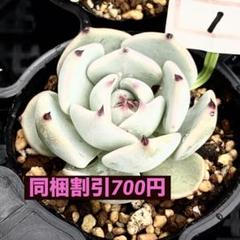 2025年最新】ミックスベリア 円の人気アイテム - メルカリ