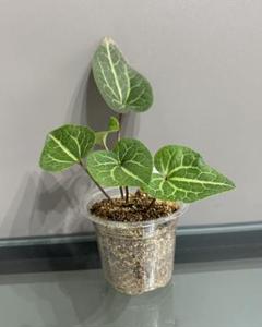 楽天市場】（山野草）カンアオイ（寒葵）青軸素心ヒメカンアオイ