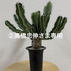 永*一様 EM03 ユーフォルビア ムランジーナ 現地球 輸入即出品 永*一様 EM03 ユーフォルビア ムランジーナ 現地球 輸入即出品