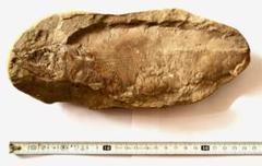 化石 334g ラコレピス 古代魚 魚類 鑑賞石 原石 自然石 鉱石 鉱物 水石 2025年最新】ラコレピスの人気アイテム - メルカリ