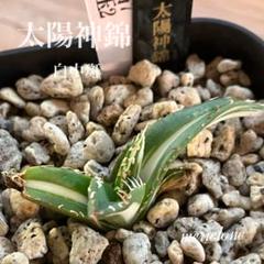 K*U様 オークション【鉢ごと発送】発根済み アガベ チタノタ