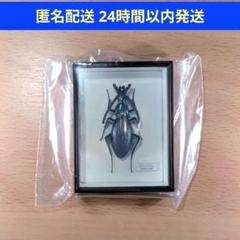 中古ドイツ箱大2箱　おまけ付き　ジャンク品 2025年最新】ドイツ箱標本の人気アイテム - メルカリ