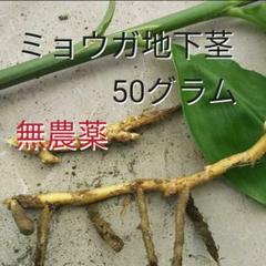 ミョウガ 地下茎 50グラム