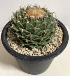 大疣美株】緋冠竜 魔天竜 紅鷹 太平丸 黒王丸 菊水 帝冠 銀冠玉