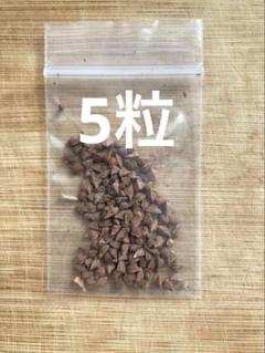 1kg スーペリアホジャリ乳香ボスウェリア・サクラ（オマーン) Amazon.co.jp: ロイヤルグリーン フランキンセンス ホジャリ