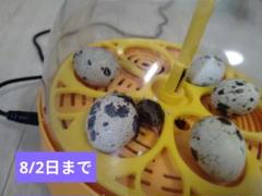 うずら　有精卵　10個　ハンドメイド用　8/2日まで