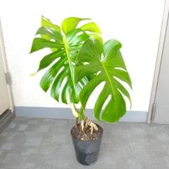 巨大モンステラデリシオーサ 新葉 葉50cm 根上がり 幹上がり 巨大モンステラデリシオーサ 新葉 葉50cm 根上がり 幹上がり