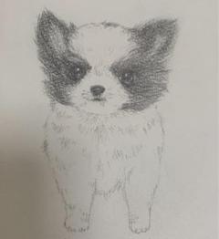 【kazu】 鉛筆画 犬 チワワ マルチーズ 手描き イラスト 原画 kazu様専用】 鉛筆画 犬 チワワ マルチーズ 手描き イラスト