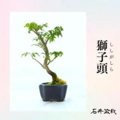 2025年最新】一蒼 盆栽鉢の人気アイテム - メルカリ