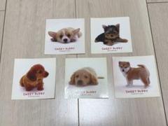 SWEET PUPPY シール ステッカー 5枚セット 犬