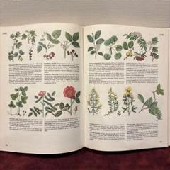 1910年代 イギリスの鳥図鑑　鳥の図鑑　ヴィンテージ アンティーク古書 イギリス 鳥類図鑑 【Antiques Truffle 京都