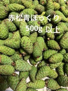 下北半島産赤松青ぼっくり 2キロ 採りたて 下北半島産 赤松青ぼっくり 500g 採りたて - メルカリ