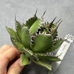 多肉植物・アガベ・チタノタ・
