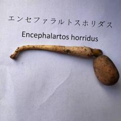 ハヤ特大株 エンセファラルトス プリンセプス １５センチ株 超丸々 ハヤ様専用特大株 エンセファラルトス プリンセプス 15センチ
