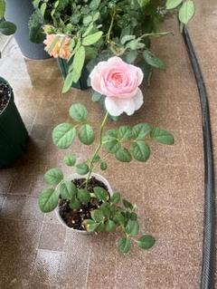 バラ花苗　切花品種　ベア　DAウエディングローズ 蕾たくさん　ER　接木　大苗 蕾付き30cm↑↓バラ苗 ケニアER DAベアトリス 切花品種 強健強香