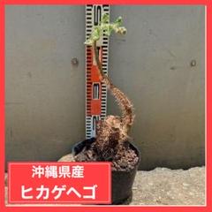 沖縄巨大 ヘゴ へご ヒカゲヘゴ 観葉植物