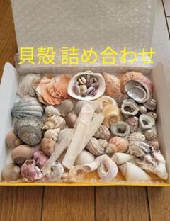 貝殻　法螺貝等色々詰め合わせ。 タカシェル 法螺貝 ほらかい ホラガイ ほら貝 口金