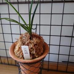 メルカリ便NO.852【緑花】富貴蘭　日高産山採り NO.852【緑花】富貴蘭 日高産山採り - メルカリ