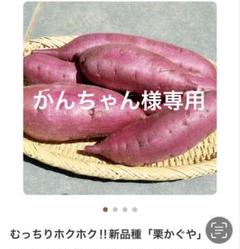 さつまいも苗【ふくむらさき苗20本】【紫芋】【ウイルスフリー