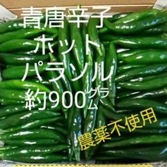 青唐辛子 ホットパラソル 約900㌘