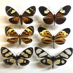 南米の蝶と蛾ドクチョウのそっくりさん
