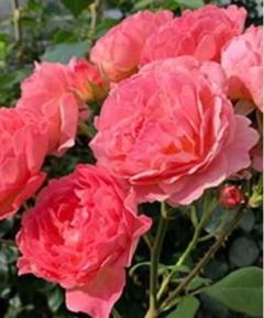 2025年最新】和薔薇 苗の人気アイテム - メルカリ