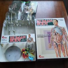 ＃183　1/2スケール人体模型 プラスチック製85cm HUMAN BODY 1/6スケール人体模型 - メルカリ