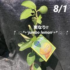 みかん苗木　小蜜柑　甘くてジューシー　実付き　常緑果樹　ポットごとメルカリ便発送 みかん 紀州小みかん 【果樹の苗木 15cmポット／1個売り