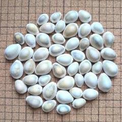 貝殻 タカラガイ 50個