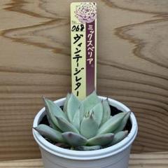 おらいさん苗 ヴィンテージレター ミックスベリア 札付き・抜き苗 おらいさん苗 ヴィンテージレター ミックスベリア 札付き・抜き