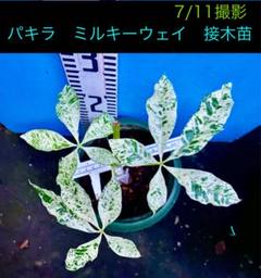 実生パキラミルキーウェイA13/二カ所接木/枝分岐パラソル仕立て/無機質用土 実生パキラミルキーウェイA13/二カ所接木/枝分岐パラソル仕立て