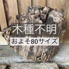 妙に威厳のある木材／木種不明 朽木丸太2025⑪ 100サイズ発送