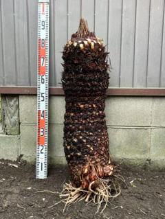 楽天市場】【限定1点】 蘇鉄（ソテツ：2頭）極太 1.5m Cycas