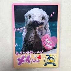 鳥羽水族館　ラッコキラ　レアカード 鳥羽水族館 コレクションカード とレカ メイちゃん ラッコ