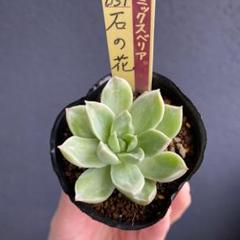 石の花 ミックスベリアの中古/未使用品 - メルカリ