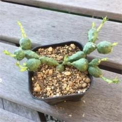 ユーフォルビア グロボーサ 玉鱗宝