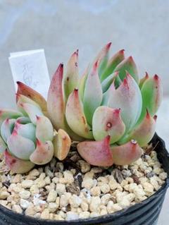 【60％OFF】 2025年最新】おらいさん苗赤鬼の人気アイテム - メルカリ その他多肉植物
