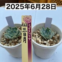 2025年最新】ミックス 札のみの人気アイテム - メルカリ