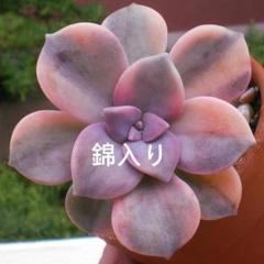 多肉植物　パープルディライト錦群生　4苗セットセール 109aa60ce4ec4351b1396be9ea7cae