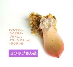 ミソップさん苗 2苗セット ※札付き - メルカリ