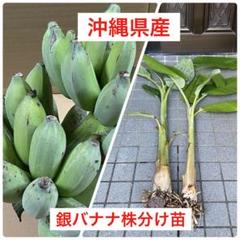 うぃざーど　⭐︎組み合わせ自由⭐︎ バナナ苗 2本セット ナムワ系など ⭐︎組み合わせ自由⭐︎ バナナ苗 2本セット ナムワ系など