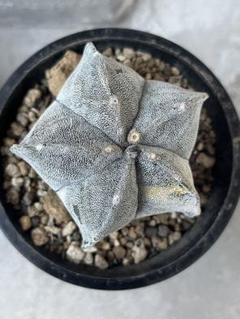 ★☆弁慶鸞鳳玉　実生☆★ y-bonsai_s12542v