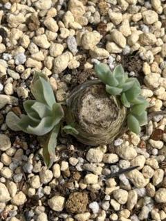多肉植物 シムランス錦♡小苗 多肉植物 シムランス錦♡小苗