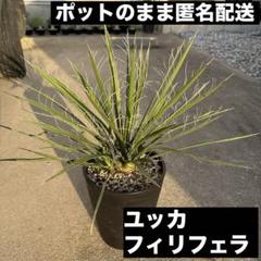 ユッカ フィリフェラ ダブルヘッド 1株 セラアート鉢ごと発送