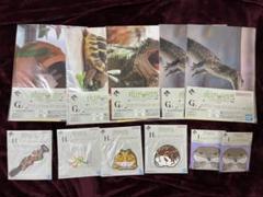一番くじ 爬虫類＆両生類 vol.2 G賞　H賞　I賞　11点セット