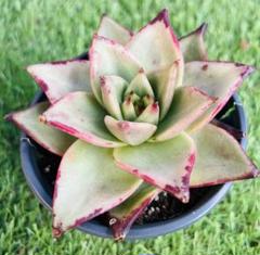 サ*メ様 黑檀 エボニー W516×24株 抜き苗 多肉植物 エケベリア サボテ サ*メ様 黑檀 エボニー W516×24株 抜き苗 多肉植物 エケベリア