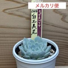おらいさん苗 白玉美尼 札付き 楽天市場】多肉植物 oriミックスベリア No.064 白玉美尼 多肉