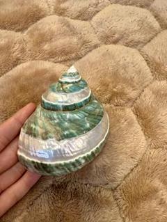 希少品　緑と白のストライプの貝殻